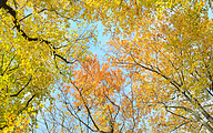 Beeches with autumn leafes